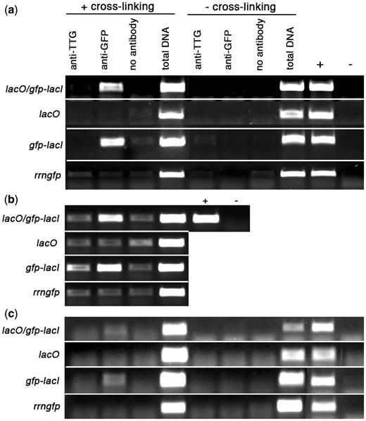 Binding of GFP-LacI to chloroplast sequences. Experimental lines are listed on the left; treatments shown in the left half of the panels were carried out following a formaldehyde cross-linking step, those on the right were not subjected to cross-linking. ( a ) PCR analysis of immunoprecipitated chloroplast DNA using primers to amplify a 396-bp fragment from plastid atpB/E . ( b ) PCR analysis of formaldehyde cross-linked, immunoprecipitated chloroplast DNA using primers to amplify a 233-bp fragment from plastid 23S rDNA. ( c ) PCR analysis of immunoprecipitated chloroplast DNA using primers to amplify a 167-bp fragment from plastid psbT . Total DNA was extracted from a fraction of the lysate that did not undergo immunoprecipitation. Control reactions for PCR included genomic DNA isolated from a transplastomic lacO line (+) and water (−).