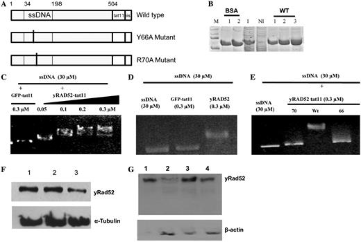 Purification, ssDNA binding activity and delivery of yRad52tat11. ( A ) Maps of the yRad52tat11 wild-type fusion protein, the Y66A and the R70A mutant, that for simplicity only show the N-terminal DNA binding domain; the numbers represent amino acid residues in the wild-type yeast molecule; the ssDNA binding domain is shown. Both mutations are located in this domain; the tat11 and the his-tag are located at the C-terminus. ( B ) Coomassie staining of purified wild-type-yRad52-tat11 protein (about 52 kDa); M-lane, markers; BSA-lanes 1 and 2, 200 and 400 ng of bovine serum albumin; I-lane, 5 µg of total protein extract from IPTG-induced bacteria; NI-lane, 5 µg of total protein extract from not induced bacteria; WT-lanes 1, 2 and 3, wild-type yRad52tat11 purified protein elutions; the yield was 80, 70 and 50 ng/μl for three different elutions. ( C ) In vitro mobility shift assay with ssDNA (30 µM as nucleotides) and increasing concentrations (0.05, 0.1, 0.2, 0.3 µM) of wt yRad52tat11 protein or GFPtat11 (0.3 µM) as control; the reaction mixtures were loaded in a 0.9% agarose gel, electropheresed and stained with ethidium bromide. ( D ) In vitro mobility shift assay with ssDNA (30 µM as nucleotides) alone, in presence of 0.3 µM concentration of wild-type yRad52 or GFPtat11. ( E ) In vitro mobility shift assay with ssDNA (30 µM as nucleotides) alone or in presence of 0.3 µM concentration of wild-type yRad52tat11, R70A or Y66A mutated protein, as indicated. ( F ) Western blot analysis of total cell extracts; 6 × 10 5 HeLaG1 cells were incubated with 20 µg/ml wild-type-yRad52tat11 or mutant proteins for 24 h; cell lysis and total cell extracts were carried out as reported in ‘Materials and Methods’ section; 10 µg of total proteins were loaded in each well; the blot was hybridized with anti-penta-6-histidine antibody; lane 1, extract from wild-type yRad52tat11-exposed cells; lane 2, extract from R70A treated cells; lane 3, extract from Y66A treated cells; tubulin was used as loading control. ( G ) Western blot analysis of nuclear extracts from 3 × 10 6 total cells treated with 20 µg/ml of wild type or mutated yRad52tat11 protein for 24 h; aliquots corresponding to 10 µg of nuclear protein extract were loaded and electrophoresed; lane 1, 1 µg of purified yRad52tat11protein; lane 2, nuclear extract from Y66A mutant-treated cells; lane3, nuclear extract from wild-type yRad52tat11-treated cells; lane 4, nuclear extract from R70A mutant-treated cells.
