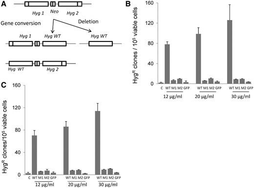 Effect of yRad52tat11 on intrachromosomal recombination. ( A ) HeLaG1 cells contain two copies of HygR genes inactivated by 10-bp insertions, either at a unique PvuI site ( hyg1 ) or at a unique SacII site ( hyg2 ); the two mutated hyg genes are in direct repeat orientation and are separated by a sequence containing the amino-glycoside phosphotransferase (Neo) gene conferring resistance to G418; an intrachromosomal recombination event occurring by gene conversion between the two hyg sequences results in restoration of one of the mutant hyg genes to wild type; the intrachromosomal deletion of the DNA sequence between the two mutated hyg genes leads to the formation of a HygR wild type (Hyg WT) with loss of intervening sequence; the intrachromosomal recombination was measured after incubating HeLaG1 cells with 12, 20 or 30 µg/ml yRad52tat11 proteins for 24 h (B ) or 48 h (C ). The frequency of intrachromosomal recombination was determined as total HygR clones per 10 5 viable cells; the data are reported as mean of three to five independent experiments ± standard deviation; GFPtat11 (12, 20 and 30 µg/ml) was used as negative control (C in B and C ); WT, wild-type protein; M1 and M2, Y66A and R70A mutant proteins, respectively.