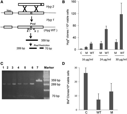 Effect of yRad52tat11 protein on GT and RI. ( A ) Measure of GT events between the single chromosomal HygR gene utilized in the experiments of Figure 2 ( hyg1 ), and the BamHI fragment transfected by electroporation to the cells, corresponding to mutant hyg2 in the same figure; a GT event leads to the formation of wild-type HygR gene (Hyg WT) with the restoration of the restriction site PvuI. ( B ) GT experiment in HeLa1B cells carried out transfecting by electroporation 10 μg of BamHI hyg2 DNA fragment purified from agarose gel; cells were pre-incubated for 6 h with 16, 24 or 30 μg/ml yRad52tat11 or Y66A protein (M); GT frequency is expressed as total HygR clones per 10 5 viable cells and the results are the mean of at least three independent experiments ± standard deviation. ( C ) The 359 bp Hyg fragment was amplified by PCR from the genomic DNA of HygR clones and digested with PvuI; the digestion gave a 289- and a 70-bp fragment; lanes 1–6, DNA from HygR clones digested with PvuI; lane 7, not restricted DNA. ( D ) Effect of wild-type yRad52tat11 or Y66A protein (M) on random integration; the frequency of random integration was determined in HeLa1B cells by electroporating 8 µg of plasmid DNA and measured as number of total Bla R clones per 10 4 viable cells; the results are the mean of four independent experiments ± standard deviation.