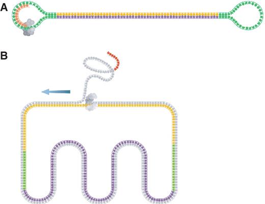  Schematic of a SMRTbell™ template. ( A ) A SMRTbell template consists of a double-stranded region (the insert) flanked by two hairpin loops. The hairpin loops present a single-stranded region to which a sequencing primer can bind (orange). ( B ) As a strand-displacing polymerase (gray) extends a primer from one of the hairpin loops, it uses one strand as the template strand and displaces the other. When the polymerase returns to the 5′-end of the primer, it begins strand displacement of the primer and continues to synthesize DNA (moving in the direction of the blue arrow). Therefore, the length of sequence obtained from these templates is not limited by the insert length. Furthermore, the resulting sequence is derived from both sense- and anti-sense strands. 