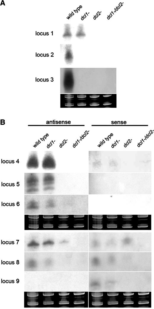 Accumulation of esRNAs in wild type and dcl mutant Mucor strains. Northern blots of esRNAs from intergenic regions (A) and exons of protein coding genes (B). Low-molecular weight RNA was extracted from wild-type, dcl1−, dcl2− and dcl1−/dcl2− double mutant strains, separated on 15% denaturing polyacrylamide gels, transferred to membranes and probed with riboprobes or end-labelled DNA oligonucleotides specific to each locus. For exact probe sequences, see Supplementary Table S1. Ethidium bromide stained images of gels below the radiograms show equal loading of lanes. (B) The accumulation of antisense and sense esRNAs separately. The exon loci correspond to the following proteins: locus 4: ID 80452, serine/threonine kinase; locus 5: ID 82197, no domains found; locus 6: ID 77050, no domains found; locus 7: ID 78553, low similarity to transposase 21 protein; locus 8: ID 85423, Zn-finger CCHC containing protein; locus 9: ID 95230, no domains found. Ten picomoles per lane of 23-mer to 27-mer DNA oligonucleotides in antisense and sense orientation were used as size markers and to control the hybridization specificity. In all cases, the RNA probes hybridized to these controls.