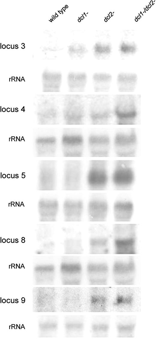 Accumulation of mRNAs in wild type and dcl mutant Mucor strains. Northern blots of high molecular weight RNAs corresponding to an intergenic region (locus 3) or protein coding exons (loci 4, 5, 8 and 9). Total RNA (50 µg) extracted from wild-type and mutant strains were separated in 1.2% denaturing agarose gel, transferred to membranes and hybridized with gene specific or rRNA probes (Supplementary Table S1). The locus numbers correspond to the loci on Figure 1.