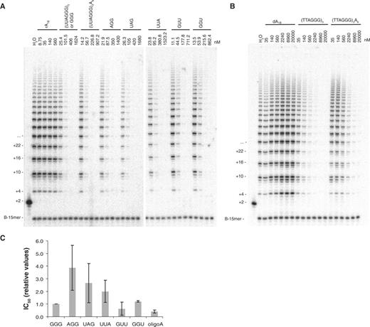 Telomerase inhibition by TERRA is largely independent of its 3′ end register. (A) Direct telomerase activity assays were performed with 35 nM of 5′-biotinylated (TTAGGG)3-3′ primer in the presence of dATP, dTTP and 32P-α-dGTP, and increasing concentrations (indicated in nM) of rA18, 5′-(UUAGGG)3-3′ or permutations thereof as indicated, or 5′-(UUAGGG)3A6-3′. Reaction products were purified as in Figure 3B. B-15mer (a 5′-radiolabeled and 3′-biotinylated 15-mer oligonucleotide) was used as recovery control and was added before DNA purification. (B) Direct telomerase activity assay as in (A) but in presence of DNA oligonucleotide inhibitors as indicated. (C) Relative IC50 values for permutations of 5′-(UUAGGG)3-3′ or 5′-(UUAGGG)3A6- determined by the Telospot assay (three independent experiments; spotting data not shown).
