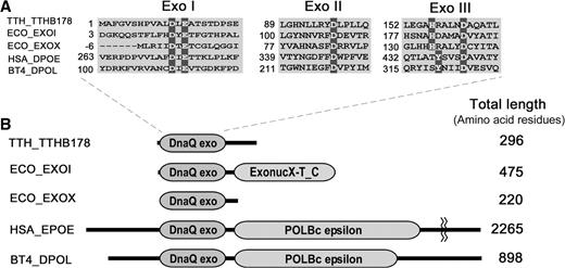 Amino acid sequence alignments of TTHB178 and the proteins belonging to the DnaQ superfamily. (A) Exonuclease motifs I, II and III of TTHB178 and exonucleases belonging to the DnaQ superfamily. The numbers to the left of the motifs indicate the distances from the protein N-termini. The predicted active site residues are highlighted in dark grey. (B) Schematic diagrams of TTHB178 and the other DnaQ superfamily proteins. DnaQ exo, ExonucX-T_C and POLBc epsilon mean the exonuclease domain of the DnaQ superfamily, the SH3-like and helical domains of E. coli EXOI and the DNA polymerase domain of type-B family DNA polymerases, respectively. TTH_TTHB178, T. thermophilus HB8 TTHB178; ECO_EXOI, E. coli ExoI; ECO_EXOX, E. coli ExoX; HSA_DPOE, Homo sapiens DNA polymerase ε; BT4_DPOL, bacteriophage T4 DNA polymerase.