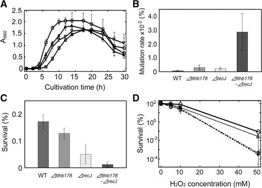 Effects of the disruptions of the tthb178 and recJ genes on the growth of T. thermophilus HB8. (A) Growth curves of the WT (circles), ΔrecJ (triangles), Δtthb178 (inverted triangles) and the double disruptant (squares). Growth was monitored by measuring the absorbance at 660 nm. (B) Spontaneous mutation rates of each strain to the streptomycin-resistant strain. (C) Sensitivity to 254-nm UV-C irradiation. The survival ratios are shown as a bar graph. (D) Sensitivity to H2O2. The survival ratios were plotted against the H2O2 concentration. The symbols are the same as in (A). In all panels, the data represent the averages of at least three independent experiments and each bar indicates the SD.