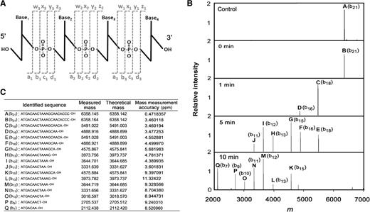 Analysis of the exonuclease activity by using FT-ICR MS. (A) The nomenclature scheme used for oligonucletide ions (72). The four possible cleavages are indicated by the lower case letters a, b, c and d for ions containing the 5′-OH group and w, x, y and z for ions containing the 3′-OH group. The numerical subscripts indicate the number of bases from the respective termini. FT-ICR MS can achieve the simultaneous identification of these ions. (B) The deconvoluted mass spectra of the product ssDNAs of TTHB178. The 21-mer ssDNA (21f) was reacted with 3-μM TTHB178 at 37°C. The product ssDNAs were purified as described in the ‘Materials and Methods’ section and then analysed by using FT-ICR MS. The reaction time is shown in the panel. (C) The measured and theoretical masses of each peak (named A to Q) are listed and the corresponding sequences are also shown as the ‘identified sequence’. The measured mass coincided with the theoretical mass ∼10-ppm mass measurement accuracy.