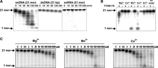Analyses of TTHB178 exonuclease activity by using 5′ radiolabelled substrates. (A) Substrate specificity of TTHB178 exonuclease activity. TTHB178 (3 μM) was incubated with 10-nM 5′-end-labelled 21-mer ssDNA (21f), 21-bp dsDNA (21f + 21r) or 21-mer ssRNA (21rna) in the presence of 5-mM Mg2+ at 37°C. The reaction time is shown at the top of the panels. (B) Dependence of the exonuclease activity on divalent metal ions. The 10-nM 5′-end-labelled ssDNA (21f) was incubated with 3-μM TTHB178 at 37°C for 2 h. The reaction mixture contained 5 mM of the respective divalent metal ions. (C) Dependence of the exonuclease activity on the concentrations of Mg2+, Mn2+ and Co2+. The 10-nM 5′-end-labelled ssDNA (21f) was incubated with 3-μM TTHB178 at 37°C for 2 h in the presence of various concentrations of divalent cations. The concentrations of the divalent metal ions are indicated at the top of the panels.