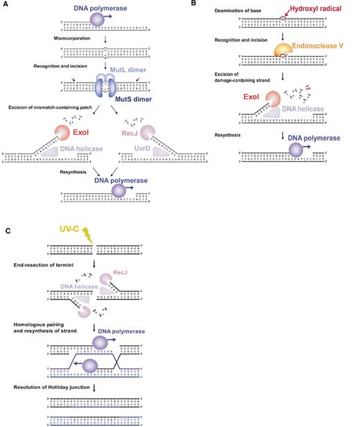 Proposed models of the DNA repair pathways in T. thermophilus HB8. (A) The model of MMR. A DNA mismatch is generated by misincorporation of a base during DNA replication. The MutS/MutL complex recognises the mismatch and nicks the 3′- and 5′-sides of the incorrect base to create a DNA patch for removal. DNA helicases, such as UvrD, and RecJ or ExoI excise the error-containing patch. DNA polymerase fills the gap to complete the repair. (B) The model of the repair pathway for deaminated bases. Reactive oxygen species, such as hydroxyl radicals, attack the base to yield deaminated bases. Endonuclease V recognises a deaminated base and hydrolyses the second phosphodiester bond of the 3′-side of the bases. A DNA helicase unwinds the chain, and then, ExoI digests the lesion-containing ssDNA. (C) The model of DSB repair. UV-C irradiation causes DSBs in DNA. RecJ processes the termini to the 3′-overhanging structure in cooperation with a DNA helicase. The homologous pairing and re-synthesis of the DNA strand yield Holliday junctions. The resolution of Holliday junctions completes the repair.
