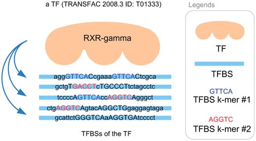 TFBS sequences of a TF (TRANSFAC 2008.3 ID: T01333).