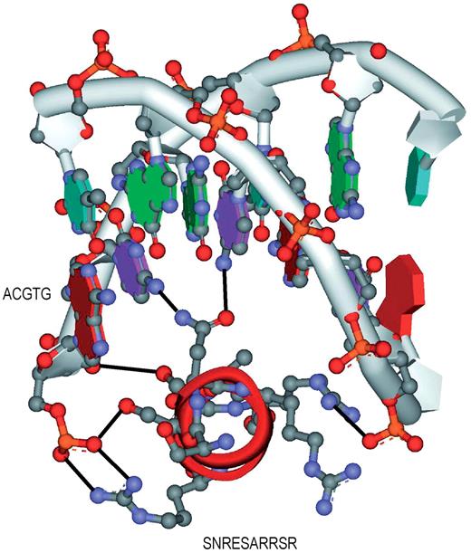 The pair ACGTG–SNRESARRSR using homology modeling.