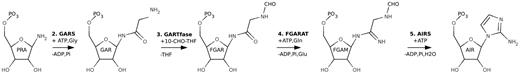 Steps 2–5 of the purine de novo synthesis pathway. Enzymes and intermediates are named as defined in the text.