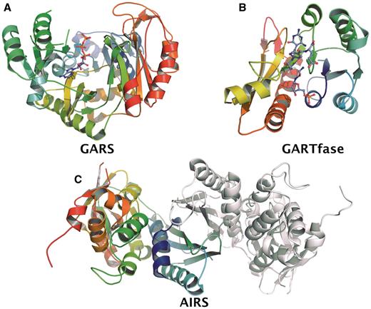 Schematic presentation of crystal structures of the HsGART domains. (A) GARS in complex with ATP. (B) Ternary complex of GARTfase with 10-(trifluoroacetyl) 5,10-dideazaacyclic-5,6,7,8-tetrahydrofolic acid and substrate glycinamide ribonucleotide (PDB ID. 1RBY). (C) Dimeric structure of AIRS.