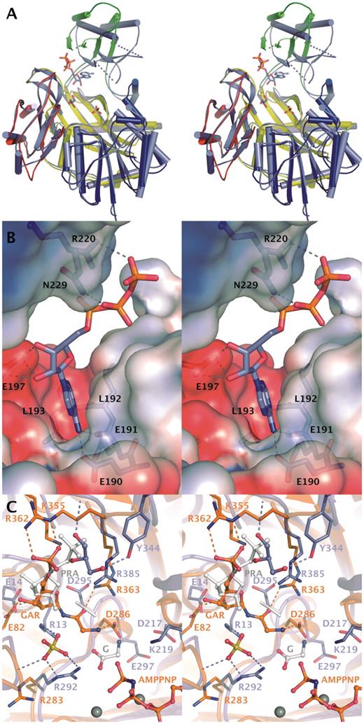 Substrate binding to GARS. (A) Conformational change in GARS induced by binding of ATP. Cartoon model of GARS is shown in slate blue together with the ATP molecule, glycerol and sulfate ion. Comparison with EcGARS crystallized in apo form reveals the movement of Domain B. Domains of EcGARS are colored blue (N), green (B), yellow (A) and red (C). (B) ATP-binding cleft in GARS. Hydrogen bonds between ATP and residues are shown. Electrostatic potential is mapped from solvent accessible surface and is shown from −4 kT (red) to +4 kT (blue). (C) Comparison of GARS with EcGART (orange) crystallized with AMPNP, Mg2+ and GAR (35). Modeled position of PRA is shown in white. Active site of GARS contains a sulfate ion and a glycerol molecule in addition to ATP. Glycine observed in GkGARS structures (2YS6) is shown with white carbon atoms. Ligands in the active sites are shown as ball-and-stick models and Mg2+-ions as grey spheres. Rotamer change in Asp295 is indicated as white alternative conformation.