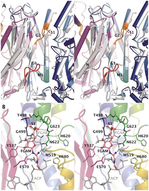 Active-site cavity at AIRS dimer interface. (A) Comparison of AIRS and EcAIRS structures. Monomers of AIRS are shown in blue and magenta and EcAIRS is white. Glycine rich motifs G1 and G2 are colored red and orange, respectively. Conserved M1 motif thought to form ATP-binding site is in cyan. The S1 sulfate located close to the G2 motif is shown. The N-terminal helix of EcAIRS used in the rigid body fitting of SAXS data is labeled with ‘N’. (B) Potential binding mode of substrate to AIRS. Superpositioned FGAR and AMPPcP-Mg of TmFGARAT are shown in grey on top of the AIRS structure with monomer A colored from blue to read, monomer B in magenta and sulfate in white. Docking pose of FGAR to the AIRS structure is shown as a ball-and-stick model.