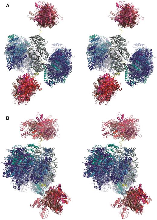 Overall conformations of full-length HsGART deduced from solution X-ray scattering (SAXS). Ten rigid-body models superimposed with respect to the AIRS dimer thus highlighting the conformational space taken up by GARS (shades of blue) and GARTfase (shades of red) domains in both monomers. The non-symmetry constrained rigid-body models are shown only. One of the models also includes the linker segments connecting globular domains (yellow). (A) View along the AIRS (grey) dimer axis. (B) Orientation rotated 90° along y-axis.