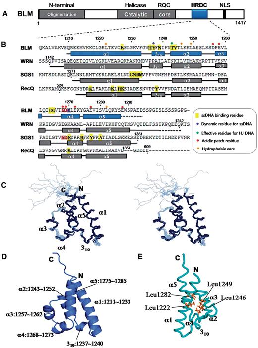 Structure of the human BLM HRDC domain. ( A ) Schematic diagram of conserved domains in full-length BLM: helicase, RQC and HRDC. The N-terminal region is an intrinsic domain for protein–protein interaction and oligomerization of BLM. ( B ) Sequence alignment of the HRDC domain of BLM, WRN, Sgs1 and E. coli RecQ based on their 3D structures. Secondary structural elements (helices) are shown below each sequence as blue (BLM, present work) or grey (WRN, SGS1, E. coli RecQ) bars. Loop regions are shown as a solid line, whereas the disordered residues at the C-termini of BLM and WRN HRDC are shown as a dashed line. The BLM, Sgs1 and E. coli residues that were reported to affect ssDNA binding are highlighted in yellow. The residues of human BLM that affect DNA binding are denoted by blue and green circles, and the residues that contribute to the acidic surface of BLM HRDC are indicated by red circles. A conserved acidic pin motif is indicated with red and blue bold letters. The four residues of the conserved hydrophobic core of HRDC homologues are denoted by orange circles. ( C ) Stereoviews of the ensemble of the 20 lowest-energy NMR structures. ( D ) 3D representative structure of the human BLM HRDC domain in the same orientation as in (C). ( E ) Ribbon diagram of the four residues of the conserved hydrophobic core, Leu1222, Leu1246, Leu1249 and Leu1282, of the human BLM HRDC domain.