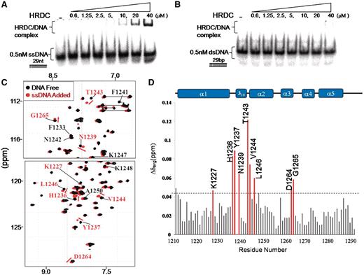 DNA-binding activity of the isolated human BLM HRDC domain. The BLM HRDC domain (0.6, 1.25, 2.5, 5, 10, 20 and 40 μM) was incubated with ( A ) 0.5 nM ssDNA or ( B ) 0.5 nM dsDNA. Free DNA and HRDC/DNA complexes were separated by PAGE and are indicated. Control lanes in which the HRDC domain was excluded are indicated with a ‘–’ symbol. ( C ) Superposition of 2D 1 H, 15 N HSQC spectra of 0.5 mM 15 N-labeled BLM HRDC, with (red) and without (black) 1:2.5 ssDNA (3SD-11) recorded on a 600 MHz spectrometer. The perturbed residues over 0.042 ppm are indicated with red type and arrows and other positive, hydrophobic residues labeled with black type. ( D ) By-residue chemical shift perturbations of the human BLM HRDC domain upon DNA binding. Perturbations greater than 0.042 ppm are indicated by red bars. The secondary structure of BLM HRDC is shown schematically above the panel.