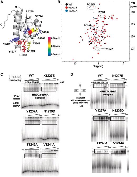 EMSA analysis and schematic diagram of five BLM HRDC variants involved in ssDNA and HJ DNA binding. ( A ) Ribbon diagram with chemical shift perturbations of the human BLM HRDC domain upon DNA binding. Perturbations greater than 0.04, 0.06 and 0.08 ppm are mapped onto the structure of BLM HRDC in red, yellow and blue color with side chain, respectively. Perturbed but not mutated residues (H1236 and L1246) are especially labeled in gray color. ( B ) Superposition of 2D 1 H, 15 N HSQC spectra of BLM HRDC variants (WT: black-colored peaks; Y1237A: red-colored peaks; T1243A: blue-colored peaks). The spectra were acquired by Varian INOVA 600 machine (‘Materials and Methods’ section: NMR spectroscopy) with 1 mM protein samples in 25 mM Tris–HCl (pH 7.5), NaCl 100 mM with 1 mM DTT at 298 K. The major perturbed residues (Gly1230:G1230, Tyr1237:Y1237, Asn1239:N1239 and Thr1243: T1243) are labeled and denoted by dashed circle. ( C ) ssDNA-binding test of each HRDC variants to 0.1 nM ssDNA. The protein concentrations were: WT: 13.2, 26.4, 39.6, 52.8, 66 and 79.2 μM; K1227E: the same concentration with WT; Y1237A: 12.6, 25.2, 37.8, 50.4, 63 and 75.6 μM; N1239D: 14.3, 28.6, 42.9, 57.2, 71.5 and 85.8 μM; T1243A: 11.9, 23.8, 35.7, 47.6, 59.5 and 71.4 μM and V1244A: 13.3, 26.6, 39.9, 53.2, 66.5 and 79.8 μM. Free DNA and HRDC variant/DNA complexes are indicated. Control lanes in which the HRDC domain was excluded are indicated with a ‘−’ symbol, and lanes in which the 50 times non-labeled DNA was added are indicated with a ‘+’ symbol. ( D ) HJ DNA-binding test of each HRDC variant to 1 nM HJ DNA. The protein concentration were: WT: 0.4, 0.8, 1.6, 3.2, 6.5 and 13 μM; K1227E: same concentration with WT; Y1237A: 0.4, 0.8, 1.6, 3.2, 6.3 and 12.6 μM; N1239D: 0.45, 0.9, 1.8, 3.6, 7.2 and 14.3 μM; T1243A; 0.38, 0.76, 1.5, 3.0, 6.0 and 11.9 μM and V1244A: 13.3, 0.8, 1.7, 3.3, 6.6 and 13.3 μM. Free DNA and HRDC variant/DNA complexes are indicated. To simplify the figures, we denoted the representative concentration of the WT protein for ssDNA and HJ DNA substrates. All experiments were done multiple times, and the data shown are representative.