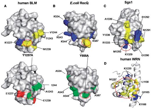 Comparison of ssDNA-binding residues in HRDC homologues. ( A ) Human BLM HRDC domain, ( B ) E. coli RecQ HRDC domain and ( C ) S. cerevisiae Sgs1 HRDC domain. ( D ) Ribbon diagram of human WRN HRDC domain color-coded as in surface diagrams. The protein surface is colored as follows: positive (blue), negative (red), neutral (yellow) and alanine (green).