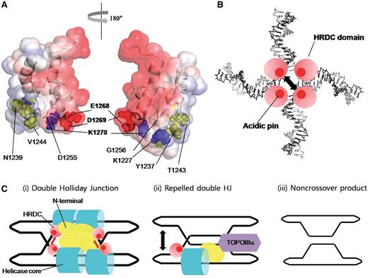 Electrostatic repulsion model of human BLM HRDC domain. ( A ) Diametrical views of the acidic pin motif of the human BLM HRDC domain color-coded as in Figure 1 E and rendered with PyMol (Delano Scientific, San Carlos, CA, 2002). All perturbed DNA-binding residues are labeled. (B) Schematic diagram of the dissociation of BLM HRDC from HJ by electrostatic repulsion. ( C ) Mechanism of dHJ DNA dissolution by BLM–TOPOIIIα complex using electrostatic repulsion. (i) The BLM tetramer binds to dHJ DNA. The HRDC domains (red spheres) recognize the ssDNA region and the catalytic cores (blue cylinders) bind to the dsDNA region of the dHJ. The N-terminal domains are shown as yellow ellipses. (ii) The dHJ DNA is separated by electrostatic repulsion of HRDC domains and then TOPOIIIα binds to the relaxed dHJ. (iii) The TOPOIIIα resolves the dHJ DNA into non-crossover DNA.