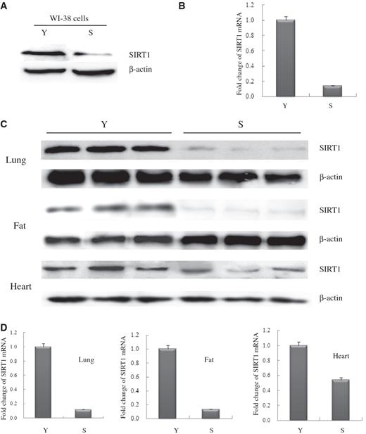  Alterations of SIRT1 mRNA and protein expression levels were determined in senescent WI-38 cells and animal tissues. ( A ) Western blot of extracts from young-15PDs (Y) and senescent-45PDs (S) WI-38 human lung fibroblasts, with actin as a loading control. Western blotting was performed using specific antibodies against SIRT1 as indicated. ( B ) Quantitative real-time PCR analysis of SIRT1 mRNA levels isolated from Y or S WI-38 cells. GAPDH transcript was used as a control. The data presented are average values obtained from triplicate data points from a representative experiment ( n  = 3), which was repeated three times with similar results. ( C ) Western blot analysis of SIRT1 expression in extracts from lung, fat and heart tissues in young (Y) and senescent (S) Balb/c mice, with actin as a loading control ( n  = 3 per group). ( D ) Real-time PCR analysis of SIRT1 mRNA derived from lung, fat and heart tissues in young and senescent Balb/c mice, GAPDH transcript was used as a loading control ( n  = 3 per group). 