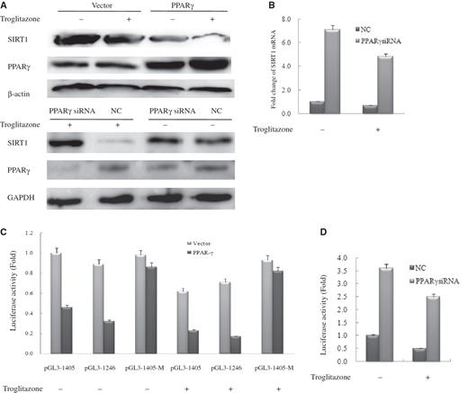  PPARγ directly regulates SIRT1 transcription. ( A ) Western blot analysis of SIRT1 and PPARγ expression in vector-transfected and PPARγ-transfected or NC-transfected and PPARγsiRNA-transfected HeLa cells with 20 μM troglitazone or DMSO (vehicle) for 48 h. Western blotting was performed using specific antibodies against SIRT1 and PPARγ as indicated. β-Actin or GAPDH was used as a loading control; NC, negative control. ( B ) Real-time PCR analysis of SIRT1 expression in NC-transfected and PPARγsiRNA-transfected HeLa cells with20 μM troglitazone or DMSO (vehicle) for 48 h. Each experiment was performed at least three times. Each bar depicts data from three independent PCR reactions (mean ± SD). ( C ) HeLa cells were transfected with expression plasmids pcDNA3.1 (vector) or pcDNA–PPARγ (PPARγ) together with wild-type SIRT1–Luc or mutant SIRT1–Luc. ( D ) HeLa cells were transfected with NC and PPARγsiRNA together with wild-type SIRT1–Luc. Cells were subsequently treated with 20 μM troglitazone. Luciferase activity was then measured 48 h after treatment. Values are the mean ±.SD of triplicate data points from a representative experiment ( n  = 3), which was repeated three times with similar results. 