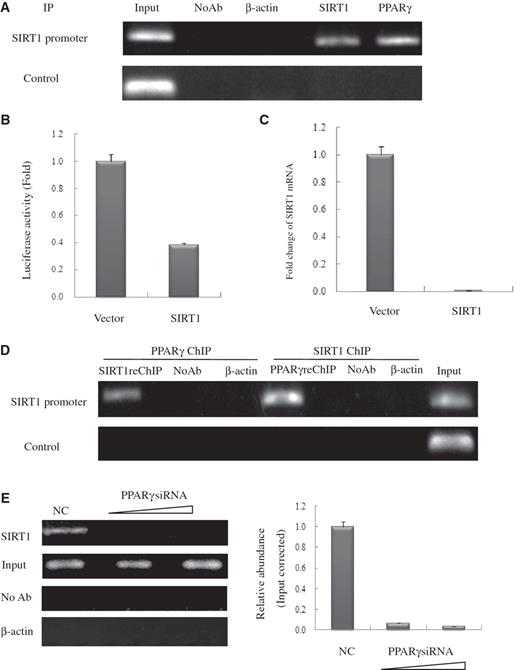  PPARγ interacts with the endogenous SIRT1 promoter and recruits SIRT1 in HeLa cells. ( A ) Soluble chromatin was prepared from HeLa cells for ChIP analysis of the SIRT1 promoter using antibodies indicated. Precipitated DNA samples were amplified by PCR using a pair of primers that amplify the –592 bp to –163 bp region with GAPDH as an unrelated primers control. ( B ) Luciferase reporter assay of the SIRT1 promoter in SIRT1 transfected HeLa cells. HeLa cells were transfected with expression plasmids vector and SIRT1 as shown, together with SIRT1–Luc. Luciferase activities were measured 48 h after treatment. Values are the mean ± SD of triplicate data points from a representative experiment ( n  = 3), which was repeated three times with similar results. ( C ) Real-time quantitative PCR analysis of endogenous SIRT1 mRNA levels in SIRT1-transfected HeLa cells. HeLa cells were transfected with 10 µg of vector or pCDNA3.1-SIRT1. GAPDH transcript was used as a internal control. The error bar represents 1 SD. ( D ) ChIP-upon-ChIP assay showing the colocalization of PPARγ with SIRT1 at the SIRT1 promoter. Soluble chromatin was first immunoprecipitated with rabbit SIRT1 antibody, and the eluted product was re-immunoprecipitated with rabbit PPARγ antibody. ChIP-upon-ChIP assay was also performed with immunoprecipitation in reverse order, that is, PPARγ ChIP followed by SIRT1ChIP. ( E ) PPARγ recruites endogenous SIRT1 to its promoter in PPARγ knockdown cells in a dose-dependent manner. Real-time quantitative PCR verified the occurrence of recruitment. HeLa cells transfected with 10- or 20-nM PPARγ siRNA (triangle) were processed for ChIP uing SIRT1 antibody. The PCR primers amplified the SIRT1 promoter region as indicated in (A). For negative controls, a sample that did not contain antibody (No Ab) was immunoprecipitated, and antibody against β-actin was used as an unrelated antibody control. 