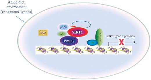 Model for the role of PPARγ in the cellular senescence. Reciprocal-type regulation of PPARγ and SIRT1 is proposed for modulation of cellular senescence in response to environmental factors. PPARγ represses the transcription of SIRT1, SIRT1 deacetylates PPARγ posttranscriptionally and PPARγ trans-inhibits SIRT1.