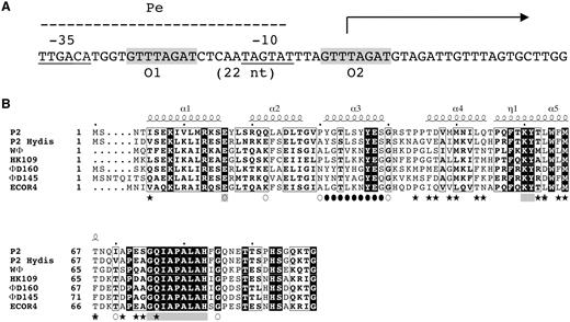 ( A ) DNA sequence of the Pe operator, the direct repeats (O1 and O2). The –10 and –35 regions of the promoter are underlined and the transcriptional start site is indicated by an arrow. ( B ) Sequence alignment of a representative of the different immunity groups of P2-like coliphages. The location of the alpha helices in the structure of P2 C are indicated by numbered helices above the sequence. Helix 5 is initiated with a short 3 10 helix segment, this is indicated with η1.The amino acids mutated in the DNA-recognition helix is indicated by filled circles and the positions of the mutations previously studied are marked with open circles. Stars indicate the residues in the dimer interface. Residues in the conserved surface area are indicated by gray squares.