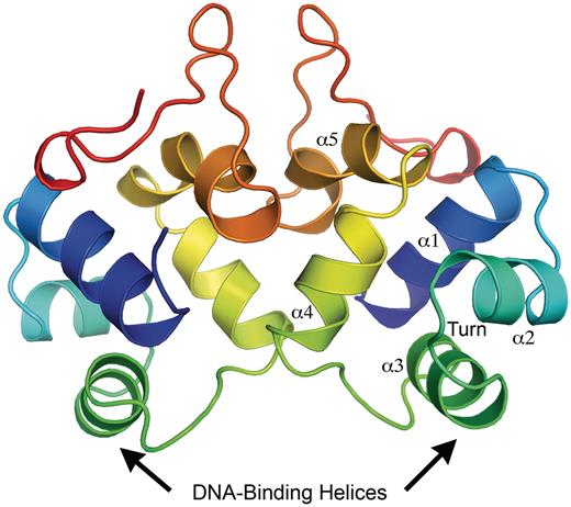 Overall ribbon representation of the P2 C dimer in rainbow color representation, from the N-terminus (blue) to the C-terminus (red). The positions of the DNA-binding helices are indicated. The helices are numbered α1–α5 and the position of the turn between α2 and α3 is indicated.
