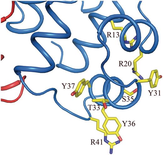 One of the two DNA-binding regions of the P2 C dimer. Residues important in DNA binding and recognition are shown as yellow sticks.