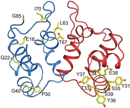 A ribbon representation of the P2 C dimer. Previously studied mutations are shown as yellow sticks in the blue monomer. The positions of the residues in the alanine scanning presented here are indicated by yellow sticks in the red monomer. The mutations are also listed in Table 2 .