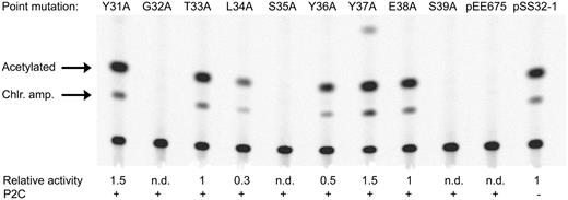 The CAT assay showing effects of the alanine substitutions in helix 3. pSS32-1 is a control showing the strength of the Pe promoter in the absence of P2 C, and pEE675 is a vector expressing the wild-type P2 C. The relative CAT activity of the respective P2 C protein compared to the fully derepressed promoter (pSS32-1) is given below each lane. n.d., not detectable.