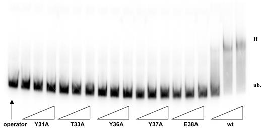 The electromobility-shift assay of alanine substitutions Tyr31Ala, Thr33Ala, Tyr36Ala, Tyr37Ala, Glu38Ala and wild-type P2C. Lane 1 is unbound probe without any P2 C protein. Crude extracts are added in increasing amounts, as indicated by the triangles.