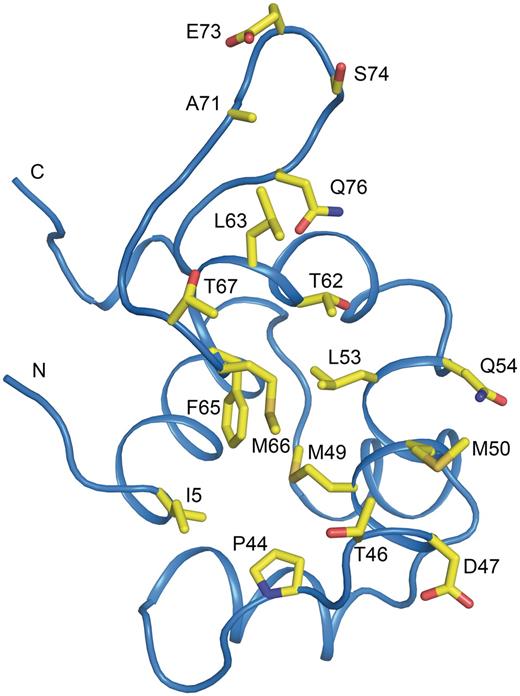 Representation of the dimer interface of the P2 C monomer. One monomer of P2 C is shown and the dimer interface is exposed. Residues involved in the dimer interface are shown as yellow sticks and are also indicated in Table 2 . The positions of the N- and C-termini are indicated.