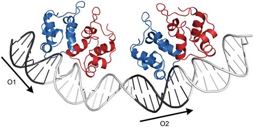A hypothetical model of two P2 C dimers bound to two direct repeats, O1 and O2, of the operator. The dimers are presented in a ribbon representation with one monomer in blue and the other in red. The binding of the individual dimers is based on a superposition of P2 C with the complex of the P22 c2 and its palindromic DNA-operator region (PDB code 2R1J). It should be noted that this is a model and the exact position of P2 C on the repeat is not known, only the distance between the dimers based on the distance between the DNA repeats. The P2 C monomer making interactions outside the DNA repeats may face either side of the repeats; there are currently no clear experimental data available to distinguish these alternatives. However, previous footprint analysis of the binding is in agreement with the model presented here ( 17 ). The positions of the repeats are indicated with arrows.