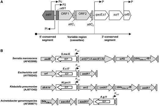 Class 1 integron and cassette arrays. (A) Schematic diagrams of the general structure of a class 1 integron. P, promoters; intI1, integrase gene; qacEΔ1, antiseptic resistance gene; sul1, sulfonamide resistance gene; orf5, gene of unknown function. (B) Schematic diagrams of the variable region (gene cassettes) of class 1 integrons found in S. marcescens SCH909, E. coli 702, K. pneumoniae and Acinetobacter genomospecies genomes. The gray arrows indicate cassette ORFs; the gray boxes indicate cassette attC sites; the white rectangles and arrows indicate group IIC-attC introns with their intron encoded proteins (IEP); and Pout indicates a putative outward-oriented promoter within the intron.