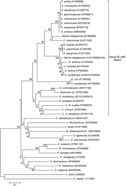 Phylogenetic tree for group IIC-attC intron IEP amino acid sequences from various organisms. Evolutionary distances were computed using the neighbor-joining algorithm of the MEGA4 software (‘Materials and Methods’ section).