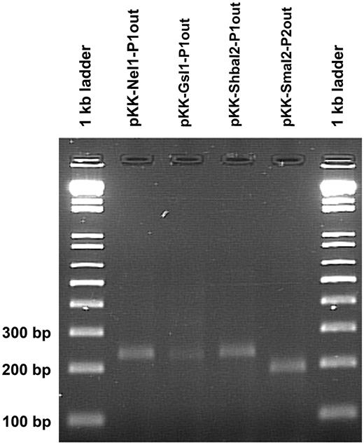 Agarose gel (2%) of the 5′-RACE-PCR products. 5′-RACE assays were performed as described in ‘Materials and Methods’ section in order to find the transcription initiation site of cat in the indicated pKK232 clones (see Table 1 for description).