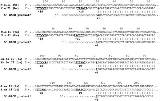 Alignments of the 5′-RACE product sequences with their corresponding intron DNA sequences. ts and bs indicate the top strand and bottom strand sequences; −35 and −10, components of the promoter. +1, transcription initiation site. Reversed and complemented 5′-RACE sequences are indicated (asterisks).