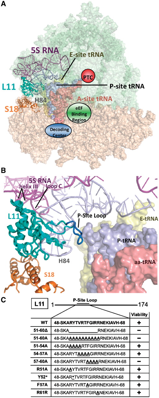Localization of L11 within the ribosome. (A) Image of the yeast ribosome. The large subunit is colored green, and the small subunit is pink. L11 (cyan) is located in the central protuberance of the large subunit where it interacts with 5S rRNA, Helix 84 of 25S rRNA, the T-loop of the peptidyl-tRNA, and the small subunit protein S18 via the B1b and B1c intersubunit bridges. (B) Close-up view of L11 and neighboring structures. Amino acids of L11′s P-site loop targeted for mutation (R51-R61) are colored deep blue. (C) L11 P-site loop amino acids, mutations analyzed in the current study, and their viabilities as the sole form of L11. Y52* represents multiple mutations: Δ, A, R, E, S, I, Q, N, H and F. Ribosomal structures generated in PyMol using yeast cryo-EM (4) with tRNAs from T. thermophilus (5).
