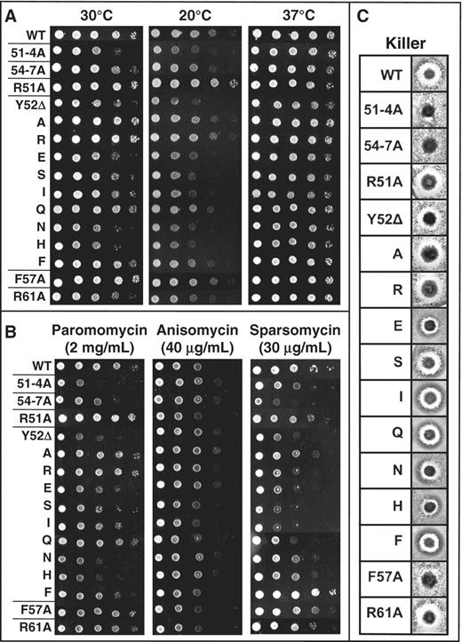 Phenotypic analyses of the viable L11 mutants. (A) 10-fold dilutions of indicated yeast strains were spotted onto SD–Trp media and incubated at temperatures indicated, or (B) on SD–Trp media containing paromomycin, anisomycin or sparsomycin at the indicated concentration and grown at 30°C. (C) Killer virus assays. Wild-type (WT) Killer+ cells are identified by a zone of growth inhibition. 51-4A, 54-7A and F57A mutants lack this halo, indicating the Killer− phenotype.