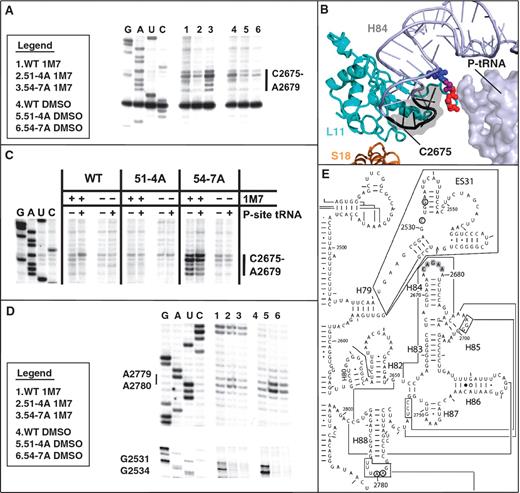 L11 mutants promote local and distant changes in rRNA structure. (A) 1M7 SHAPE modification of wild-type and mutant salt washed ribosomes show opposite effects of solvent accessibility on H84 bases C2675-A2679 in mutants 51-4A and 54-7A relative to wild type. DMSO lanes are unmodified controls. Sequencing ladder is shown to the left. (B) PyMol generated image of H84′s protected/deprotected bases (black with gray surface) in mutants 51-4A and 54-7A respectively, for salt-washed empty ribosomes. P-site tRNA is added for reference. Blue spheres mark amino acids changed to alanines in 51-4A, red for 54-7A, purple is mutated in both. (C) Changes in H84 accessibility upon binding of P-site tRNA. Ac-Phe-tRNAPhe was pre-bound to salt washed ribosomes along with poly(U) and complexes were probed with 1M7 or DMSO controls. In both wild type and 54-7A base C2675 became more deprotected with tRNA bound to the P-site while bases A2676-A2679 show increased protection. 51-4A’s level of protection is unchanged. (D) Differences observed, in both treated and untreated lanes, of natural stops between wild-type and mutant strains in the terminal loop of 25S rRNA Helix 88 (A2779, A2780), and in Expansion Segment 31 (G2531, G2534). (E) Two-dimensional structure of yeast 25S rRNA showing locations of bases showing changes in reactivity. H84 gray highlighted bases protected/deprotected relative to wild-type in empty salt-washed ribosomes in the 51-4A and 54-7A mutants, respectively. Open circled bases indicate sites of decreased innate lability (C2531, G2534) in ES31 for both 51-4A and 54-7A, or increased natural lability (A2779-A2780) in H88 for the 51-4A mutant.