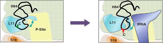 Model: the P-site loop acts as a sensor of the occupancy status of the P-site. (Left) When the large subunit P-site is unoccupied by tRNA, the L11 P-site loop is able to extend into this space leaving the distal loop of H84 partially deprotected from chemical attack. This conformation is favored by the 54-7A mutant of L11B. (Right panel) Occupation of the P-site by peptidyl-tRNA displaces the L11 P-site loop, causing it to tightly retract from the P-site and interact with H84, resulting in increased protection of the H84 terminal loop from chemical attack. H84 likely moves toward the P-site loop slightly, increasing the exposure of C2675 to the surrounding solvent. This conformation is favored by the L11B 51-4A mutant.