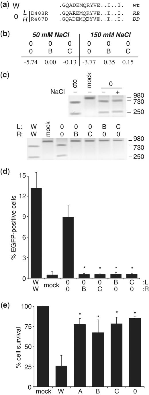 Identification of autonomous ZFN variants. (a) Sequence of the FokI variant pair 0. The sequence is indicated for FokI positions 480–490 (helix α4), 499 and 538. The two-letter code on the right defines the corresponding point mutation in each subunit. (b) In silico computation of dimerization energy. The table indicates the average of the two calculated values (in kJ/mol) obtained when computing left–right versus right–left. (c) In vitro cleavage assays. A linear DNA substrate was incubated with in vitro translated ZFNs and the extent of cleavage analyzed by agarose gel electrophoresis. Top: the linear DNA target was incubated with variant ZFN pair 0. (+) or (–) indicates the presence or absence of an additional 100 mM NaCl in the reaction. Bottom: subunits of variant 0 were combined with the respective subunits of variants B and C. Control reactions were incubations with in vitro translated EGFP (mock), wild-type ZFN (W) or AgeI (cto). (d) Chromosomal recombination assay. Target cell line 293EBBA was transfected as in (Figure 2c) with combinations of the various ZFN expression vectors. The columns designate the percentage of EGFP-positive cells 5 days after transfection, as determined by flow cytometry. An expression vector encoding a mutated nuclease (mock) was included as a negative control. A statistically significant (P < 0.002) decrease in gene targeting between homologous and heterologous ZFN subunit combinations is indicated by asterisks. (e) Quantitative cytotoxicity assay. HEK293 cells were transfected as described in (d). The columns represent the fraction of DsRed-Express-positive cells at day 5 as compared to the fraction at Day 2 after transfection, and are shown relative to transfection with an expression vector encoding a mutated nuclease (mock). A statistically significant increase in cell survival as compared to wild-type ZFN (W) is indicated by (*P < 0.01). A, B, C, 0 and W denote FokI variants.