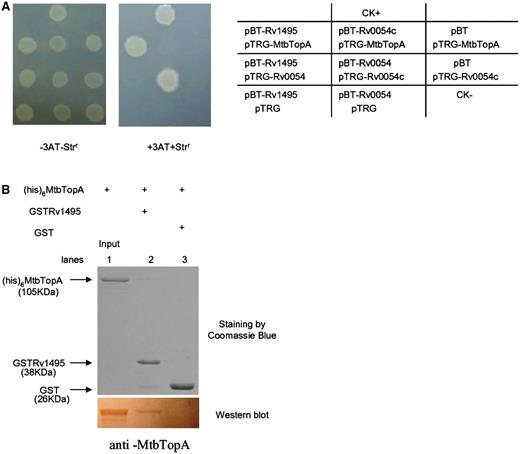 Physical interactions of Rv1495 with MtbTopA. (A) Bacterial two-hybrid assays (Stratagene) for the interaction of Rv1495 with MtbTopA, which were performed as described under ‘Materials and Methods’ section. Left panel, plate minus streptomycin (str) and 5 mM 3-amino-1,2,4-triazole (3-AT), Middle panel, plate plus str and 5 mM 3AT. Right panel, an outline of the plates. CK+, co-transformant containing pBT-LGF2 and pTRG-Gal11P as a positive control. CK−, co-transformant containing pBT and pTRG as a negative control. (B) Pull-down assays for examining the interaction between Rv1495 and MtbTopA. Equimolar amounts of 6× His-MtbTopA combined with GST-Rv1495 were used for pull-down assays as described in the ‘Materials and Methods’ section. GST was used as the negative control. One predicted size of his-tagged MtbTopA protein, pulled down by GST-tagged Rv1495 protein, was further examined by a western blotting assay.