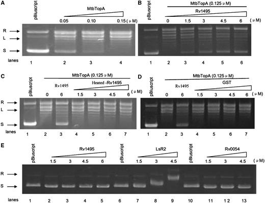 Effects of Rv1495 on topoisomerase activities of MtbTopA. Topoisomerase activity assays were performed as described under ‘Materials and Methods’ section. The plasmid pBluscript was used as DNA substrate in all reaction mixtures. The reaction was treated with 6% SDS and 4 mg/ml proteinase K analyzed on a 0.8% agarose gel and then stained with ethidium bromide. Lanes 1, no topoisomerase as negative control. L, linearized plasmid; R, relaxed plasmid; S, supercoiled plasmid. (A) Different amounts of topoisomerase I (0–0.15 μM) were added to 200 ng of supercoiled pBluscript DNA. (B) Effects of different amounts of Rv1495 (0–6 μM) on the topoisomerase I (0.125 μM) activities on the supercoiled pBluscript DNA. (C) Effects of different amounts of heated-Rv1495 on the topoisomerase I activities. (D) Effects of different amounts of GST on the topoisomerase I activities. (E) EMSA assays for the plasmid DNA-binding activities of RV1495, Lsr2, or Rv0054. Lsr2 is a positive control. Rv0054 (MtbSSB) is a negative control.