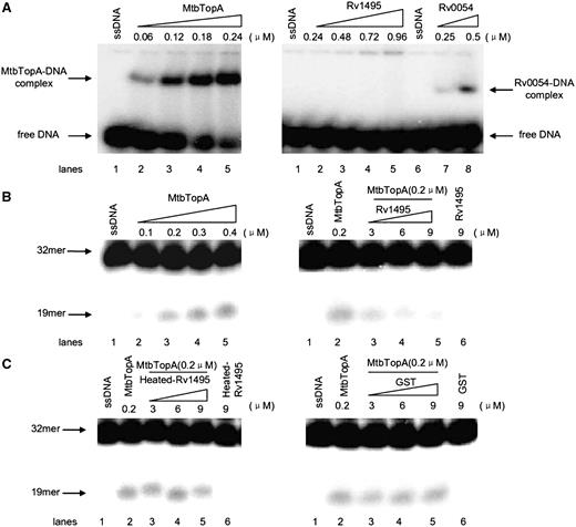 Effects of Rv1495 on the single-stranded DNA cleavage activity of MtbTopA. 5′-end-labeled 32-mer oligonucleotide (5′-CAGTGAGCGAGCTTCCGCTTGACATCCC AATA-3′) (27) was used as a specific single-stranded DNA substrate. DNA-binding and cleavage assays of MtbTopA were performed as described under ‘Materials and Methods’ section. (A) DNA-binding activity assays for MtbTopA, Rv1495 and Rv0054 (a positive control). The protein concentrations were indicated on top of the panels. (B) ssDNA cleavage assays for MtbtopA (left panel) and the effects of Rv1495 (right panel). The 32-mer substrates and 19-mer cleavage products were indicated by arrows. (C) The effects of the denatured Rv1495 protein (left panel) or GST (right panel) on the cleavage activity of MtbTopA.