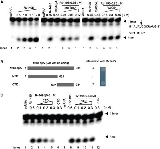 Effects of MtbTopA on mRNA cleavage activities of Rv1495. (A) mRNA cleavage experiments were performed as described under ‘Materials and Methods’ section. A variant concentration of Rv1495 (0.5–2.0 μM) or MtbTopA (40–120 nM) proteins was incubated with 0.5 μM mRNA substrates in the reactions. The mRNA substrate, products and their sequences were indicated by arrows. Rv0054 was used a negative control. (B) Two mutant proteins of MtbTopA and their interactions with Rv1495. The names given to mutants (NTD and CTD) and their amino acid regions are indicated. Bacterial two-hybrid assays for all mutants were performed as described under ‘Materials and Methods’ section. + represents growth on the screening plate; − represents no growth on the screening plate. (C) Effects of N-terminal and C-terminal mutant proteins of MtbTopA on the mRNA cleavage activities of Rv1495. The protein concentrations were indicated on top of the panel.
